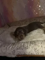 serena, a female Miniature Dachshund for sale in Spring Hill, FL – 2 of 2