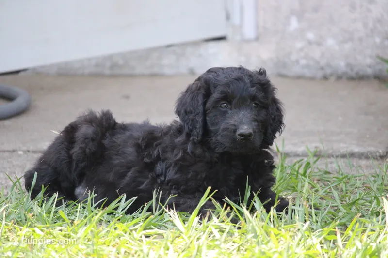 Johnny  – Aussiedoodle puppy for sale in Spring Hill, FL