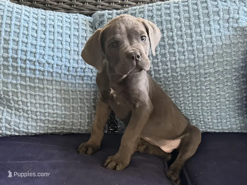 dave – Cane Corso puppy for sale in Spring Hill, FL