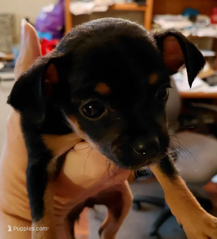 deanna – Rat Terrier, Chihuahua puppy for sale in Spring Hill, FL