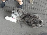 buster, a male Aussiedoodle for sale in Spring Hill, FL – 1 of 6