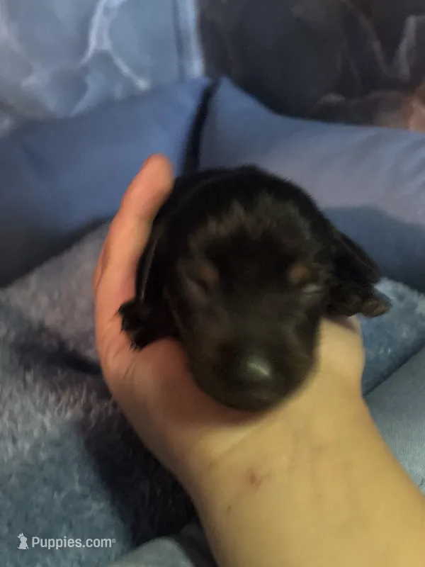 billy – Miniature Dachshund puppy for sale in Spring Hill, FL