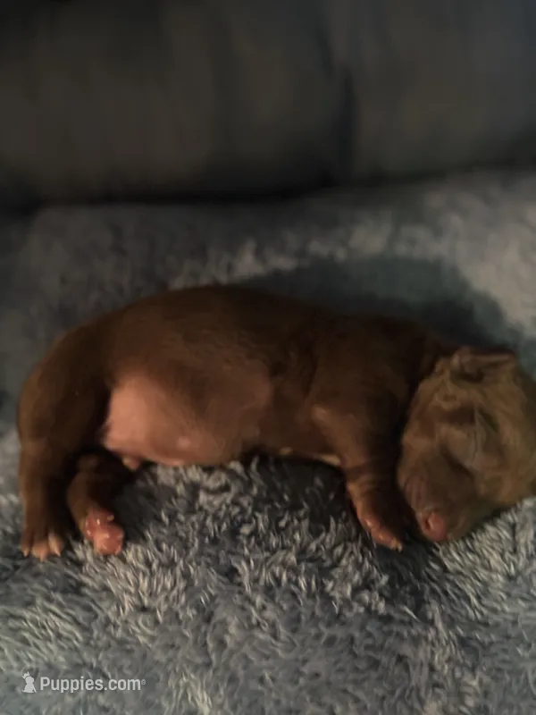 bob – Miniature Dachshund puppy for sale in Spring Hill, FL