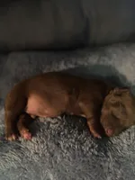 bob, a male Miniature Dachshund for sale in Spring Hill, FL – 1 of 1