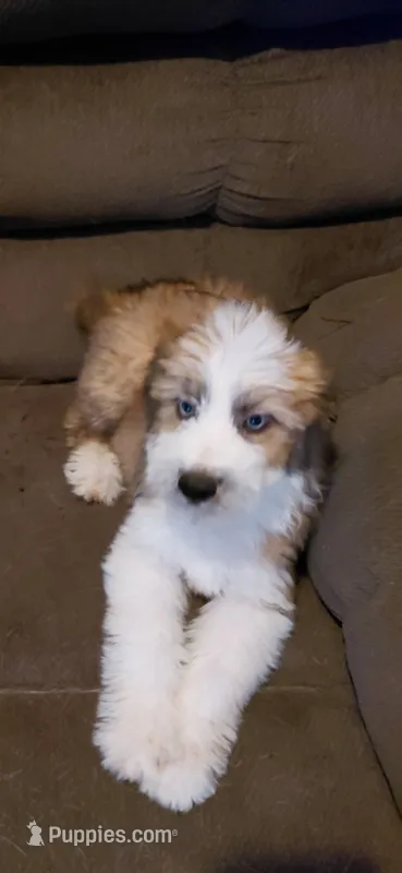 donnie – Australian Shepherd, Poodle - Standard  puppy for sale in Spring Hill, FL