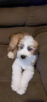 donnie, a male Australian Shepherd and Poodle - Standard  for sale in Spring Hill, FL – 1 of 1