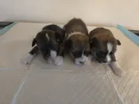 processed/23484ace-0272-4975-b16e-7b839be16bd2/listing/8b4db18c-b6f6-4c9b-a2bb-cfed434de984/69be580d-d8b3-4907-809a-dbe58efb5faa