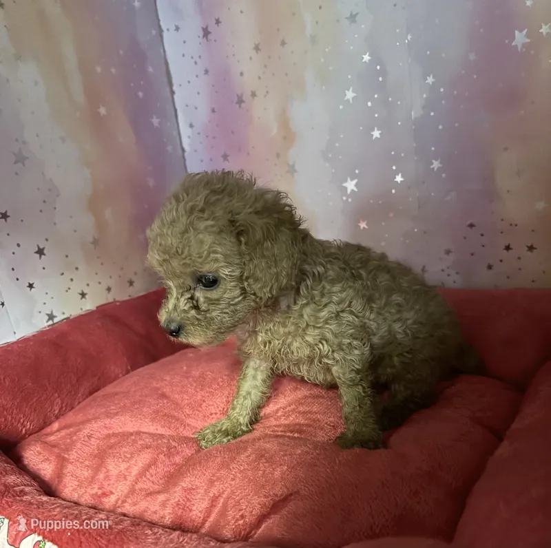 annie – Poodle - Toy  puppy for sale in Spring Hill, FL