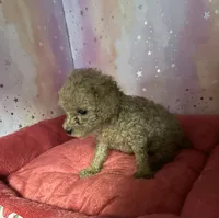 annie, a male Poodle - Toy  for sale in Spring Hill, FL – 1 of 1