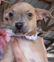 leo, a male Chihuahua for sale in Spring Hill, FL – Photo 1 of 2