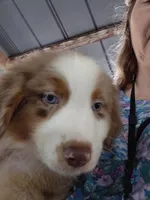 nico, a male Australian Shepherd for sale in Spring Hill, FL – Photo 2 of 4