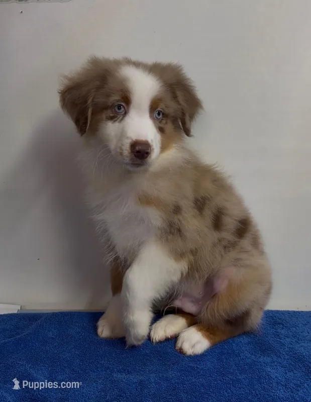 nico – Australian Shepherd puppy for sale in Spring Hill, FL