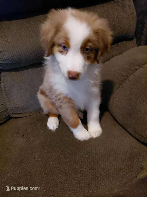 nico – Australian Shepherd puppy for sale in Spring Hill, FL