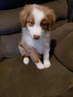 nico, a male Australian Shepherd for sale in Spring Hill, FL – Photo 1 of 4