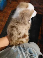 nico, a male Australian Shepherd for sale in Spring Hill, FL – Photo 4 of 4