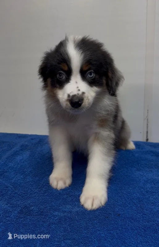 sally – Australian Shepherd puppy for sale in Spring Hill, FL