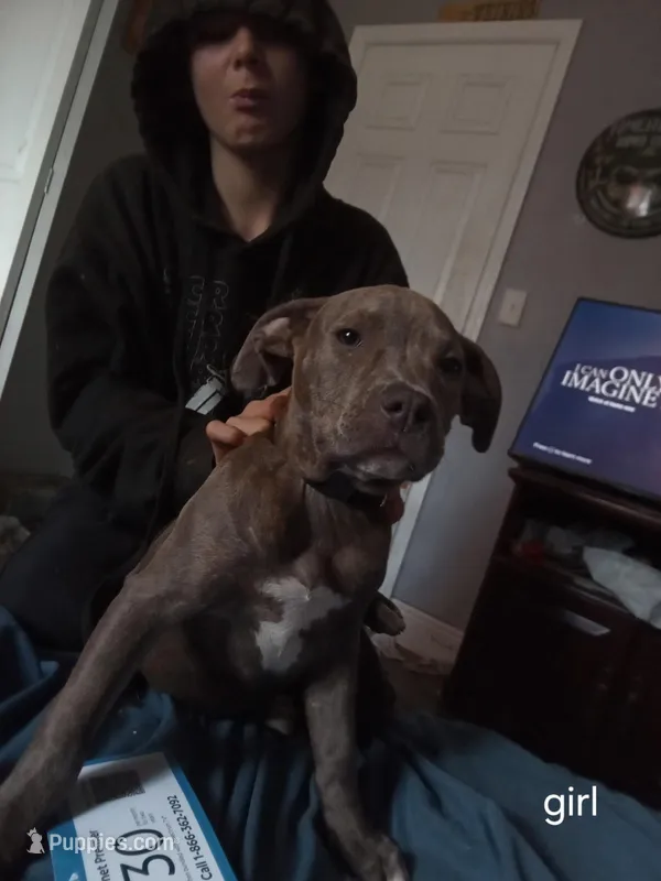 deanna – American Staffordshire Terrier puppy for sale in Spring Hill, FL