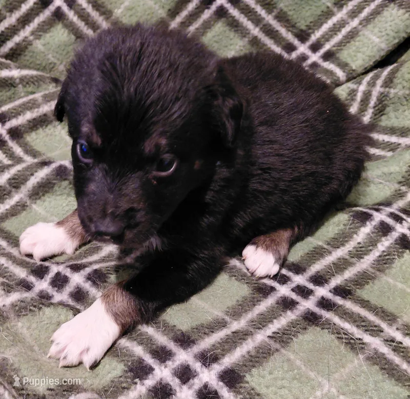 duke – Aussiedoodle puppy for sale in Spring Hill, FL