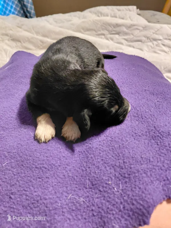 duke – Aussiedoodle puppy for sale in Spring Hill, FL