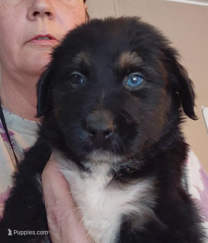 duke – Aussiedoodle puppy for sale in Spring Hill, FL