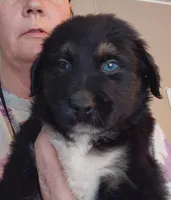 duke, a male Aussiedoodle for sale in Spring Hill, FL – 1 of 3
