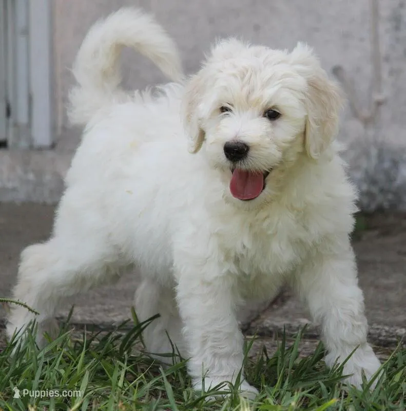 Stanley  – Aussiedoodle puppy for sale in Spring Hill, FL