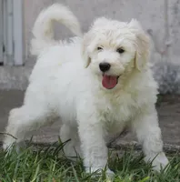 Stanley , a male Aussiedoodle for sale in Spring Hill, FL – 1 of 1