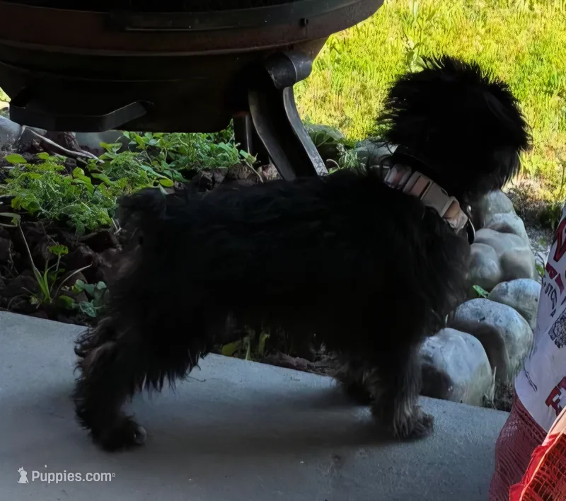 luckie – Schnoodle puppy for sale in Spring Hill, FL