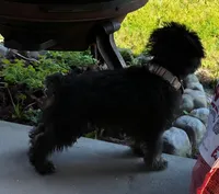 luckie, a male Schnoodle for sale in Spring Hill, FL – 1 of 3