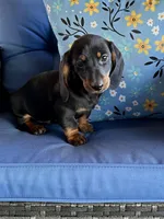 dirks, a male Miniature Dachshund for sale in Spring Hill, FL – Photo 1 of 2
