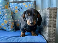 dirks, a male Miniature Dachshund for sale in Spring Hill, FL – Photo 2 of 2
