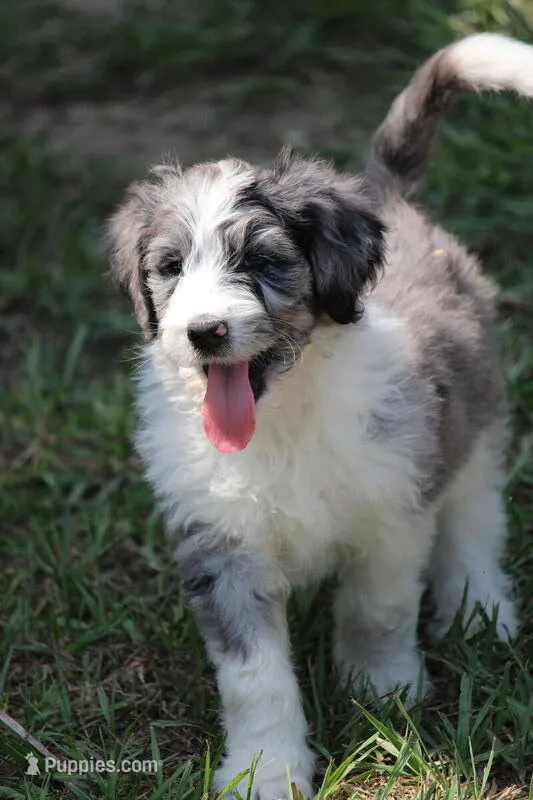 lenny – Aussiedoodle puppy for sale in Spring Hill, FL