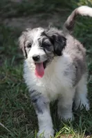 lenny, a male Aussiedoodle for sale in Spring Hill, FL – 1 of 1