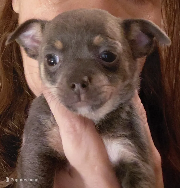 layla – Chihuahua puppy for sale in Spring Hill, FL