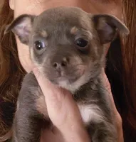 layla, a female Chihuahua for sale in Spring Hill, FL – 1 of 1