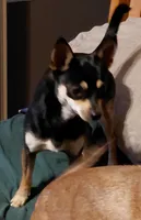 honey bee, a female Chihuahua and Miniature Pinscher for sale in Spring Hill, FL – 2 of 2