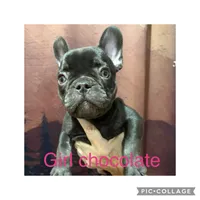 bella, a female French Bulldog for sale in Spring Hill, FL – Photo 1 of 2