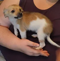 boston, a male Chihuahua for sale in Spring Hill, FL – Photo 2 of 2