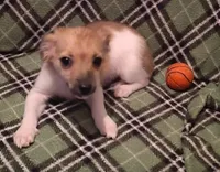 boston, a male Chihuahua for sale in Spring Hill, FL – Photo 1 of 2