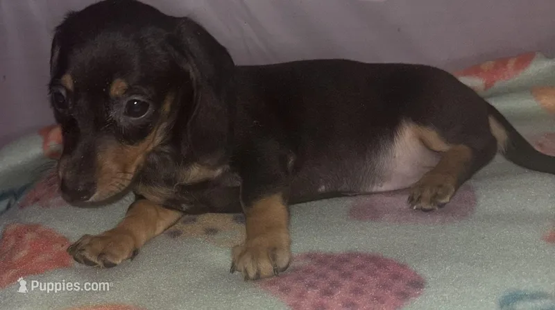 marla – Miniature Dachshund puppy on hold in Spring Hill, FL