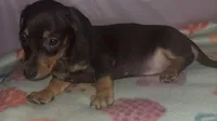 marla, a female Miniature Dachshund for sale in Spring Hill, FL – 1 of 1