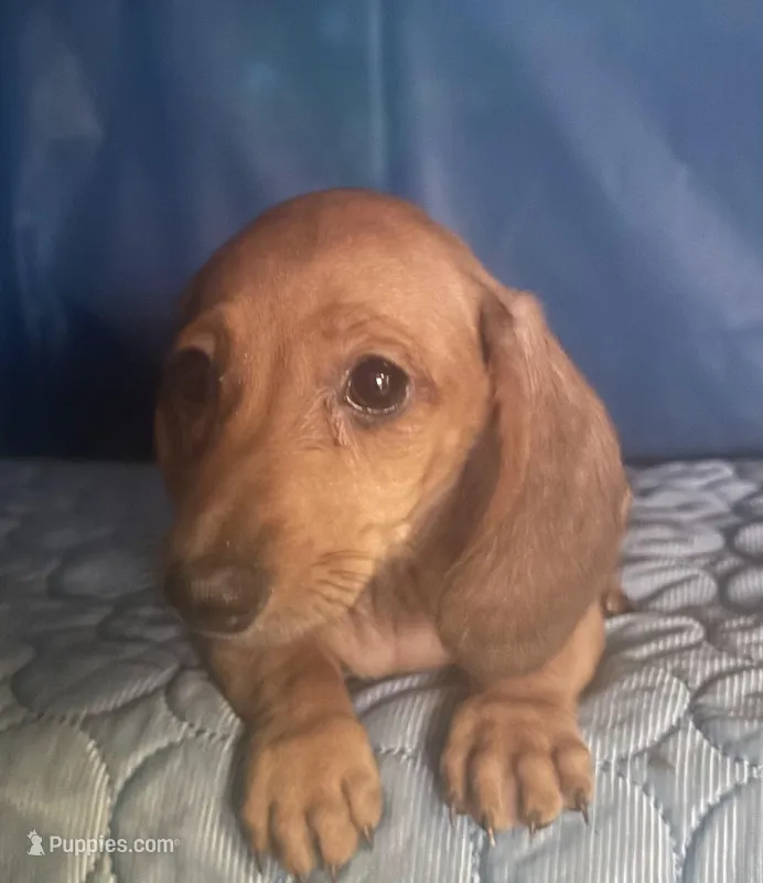 marlo – Miniature Dachshund puppy for sale in Spring Hill, FL