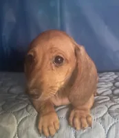 marlo, a male Miniature Dachshund for sale in Spring Hill, FL – 1 of 1