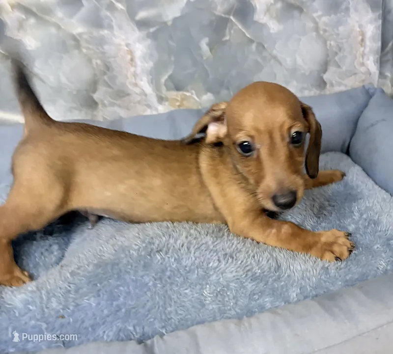 bill – Miniature Dachshund puppy for sale in Spring Hill, FL