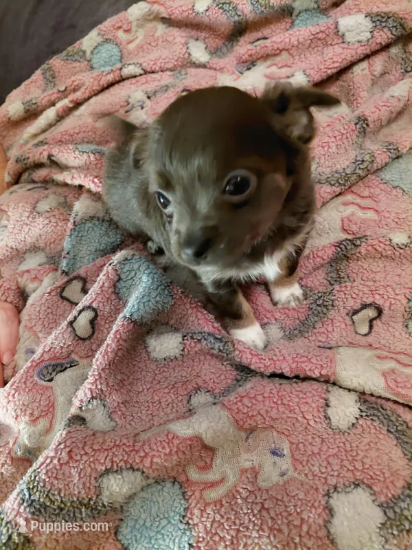 Lucy, a female Chihuahua for sale in Spring Hill, FL – 1 of 1