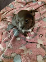 Lucy, a female Chihuahua for sale in Spring Hill, FL – 1 of 1
