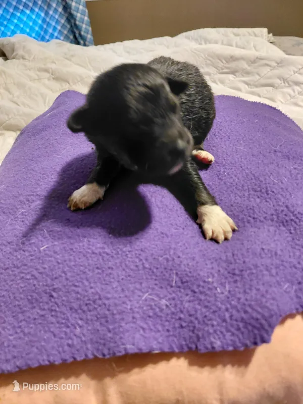 dale – Aussiedoodle puppy for sale in Spring Hill, FL