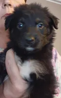 dale, a male Aussiedoodle for sale in Spring Hill, FL – 1 of 3