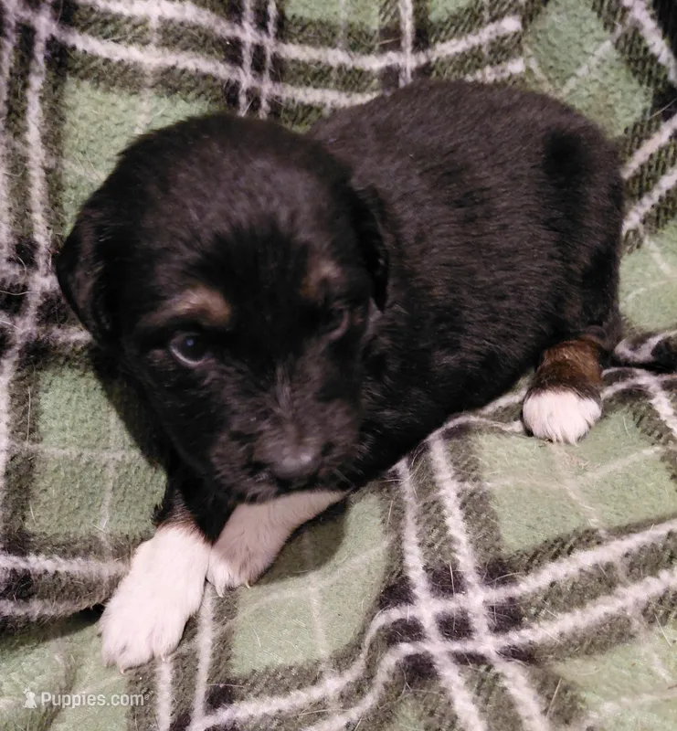 dale – Aussiedoodle puppy for sale in Spring Hill, FL