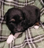 dale, a male Aussiedoodle for sale in Spring Hill, FL – 2 of 3